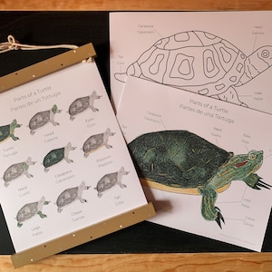 Parts of a turtle bilingual, English and Spanish , 3 Part Cards, Montessori, Homeschool