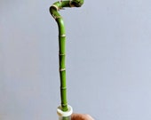 Spiral Lucky Bamboo 39 Dracena 39