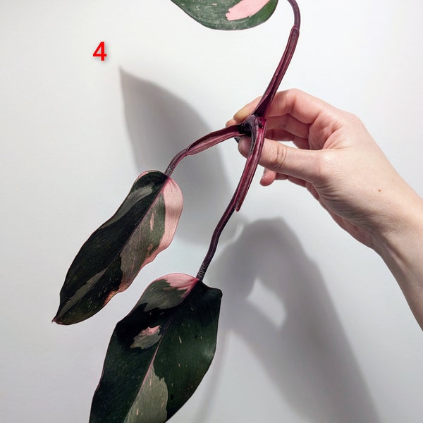 Philodendron Pink Princess Cutting