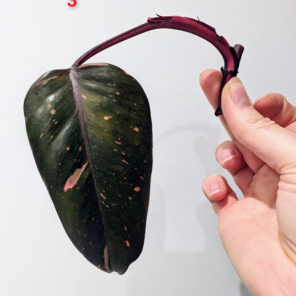 Philodendron Pink Princess Cutting