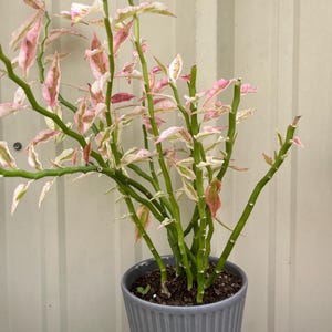 Variegated Devil’s Backbone (Zigzag) Plant