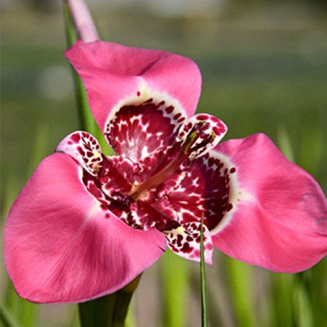 Tigridia WILD 12 bulbs Etsy