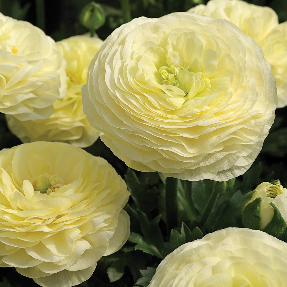 RANUNCULUS Double Cream 10 Bulbs Etsy