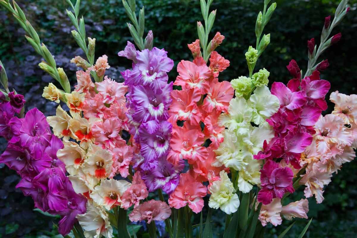 Gladiolus MIX 35 BULBS Etsy