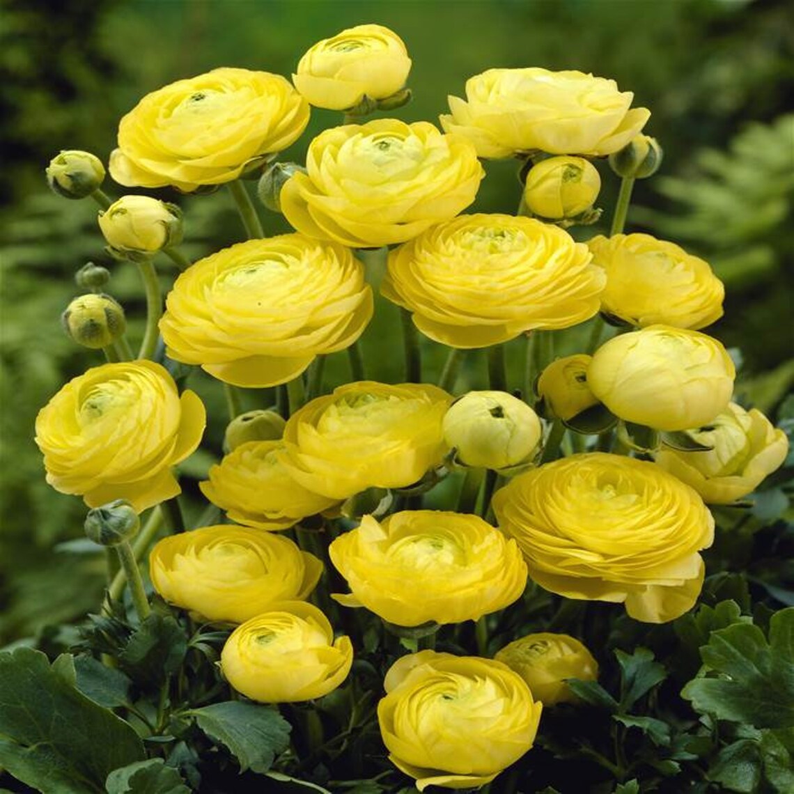 RANUNCULUS Double Yellow 10 Bulbs Etsy