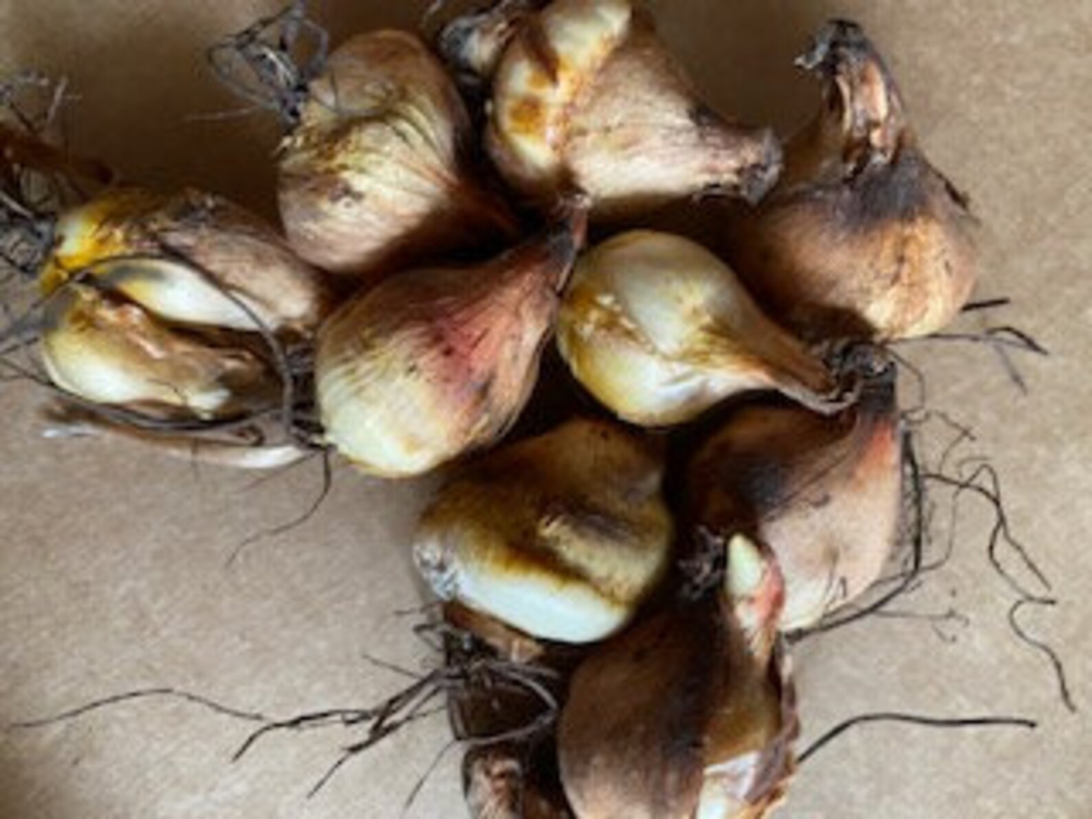 Tigridia WILD 12 bulbs Etsy