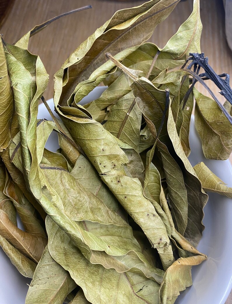 Mango Leaves dried Etsy