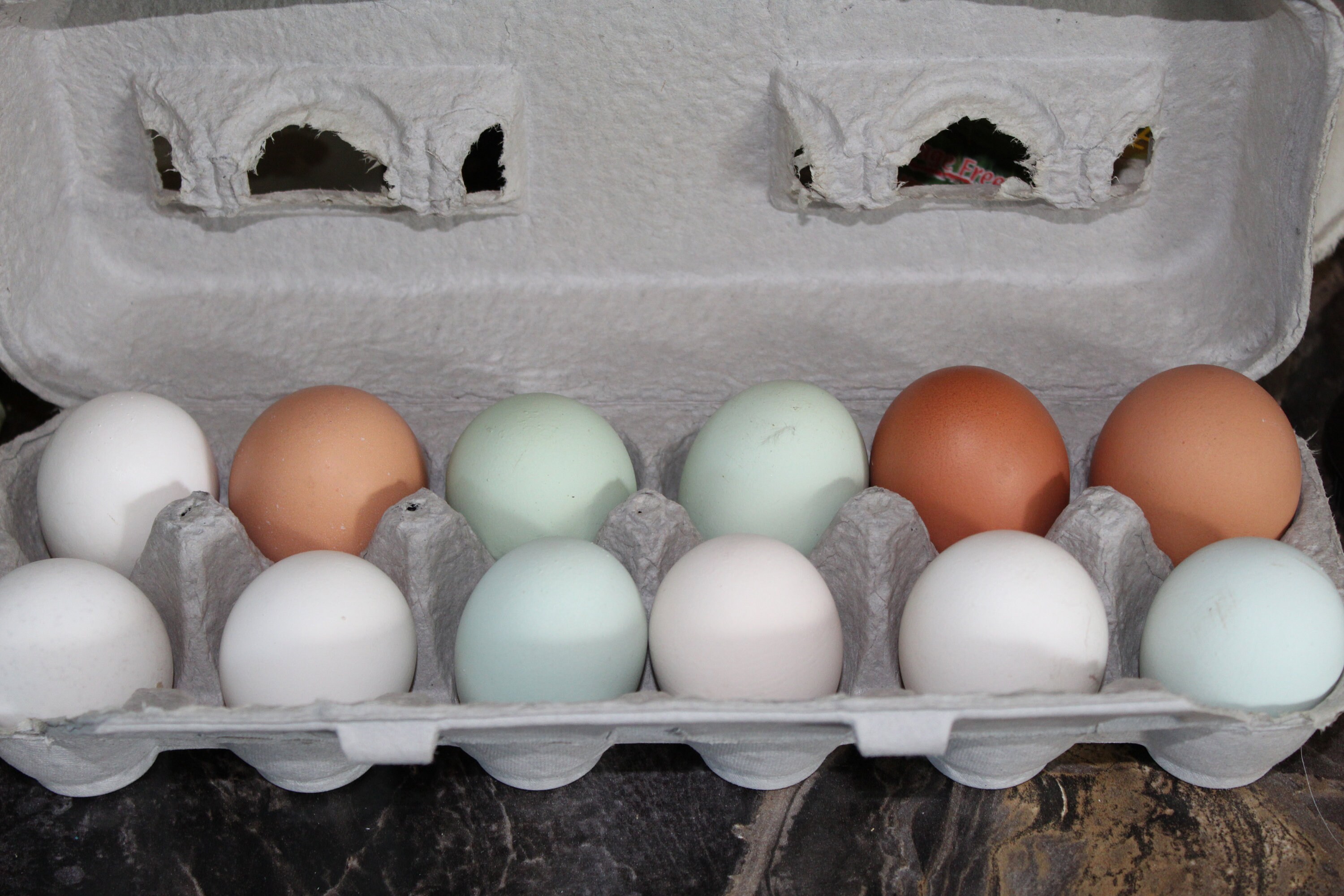 FreeRange Farm Fresh FreezeDried Whole Eggs One Dozen Etsy