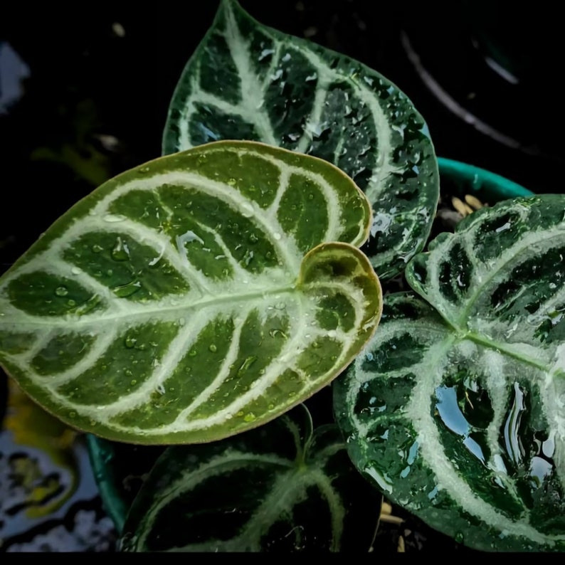 on sale up to 60 off Anthurium dorayaki silver beautiful
