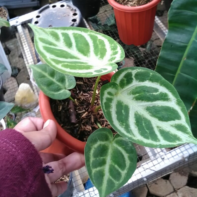 on sale up to 60 off Anthurium dorayaki silver beautiful