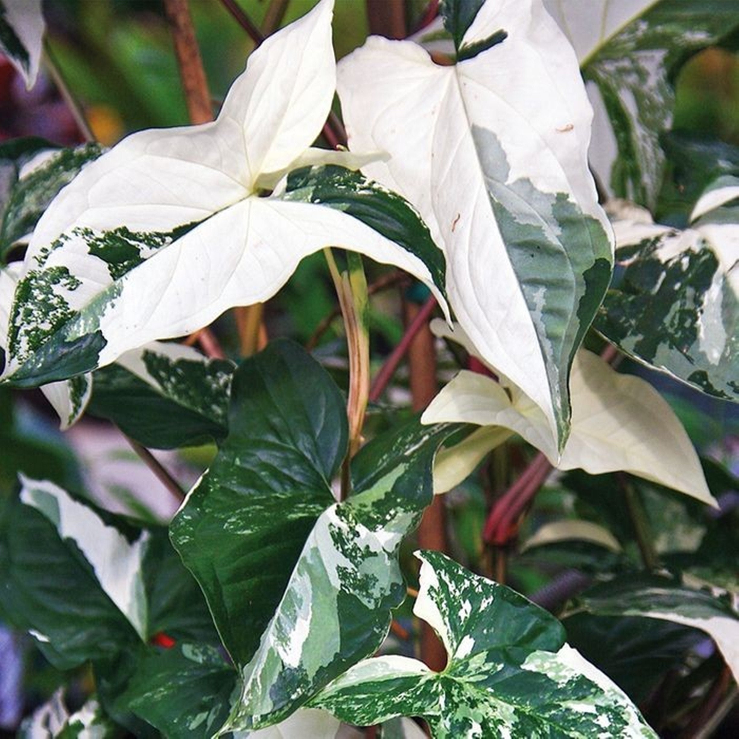 Syngonium Albo Variegated free bonus random plants | Etsy