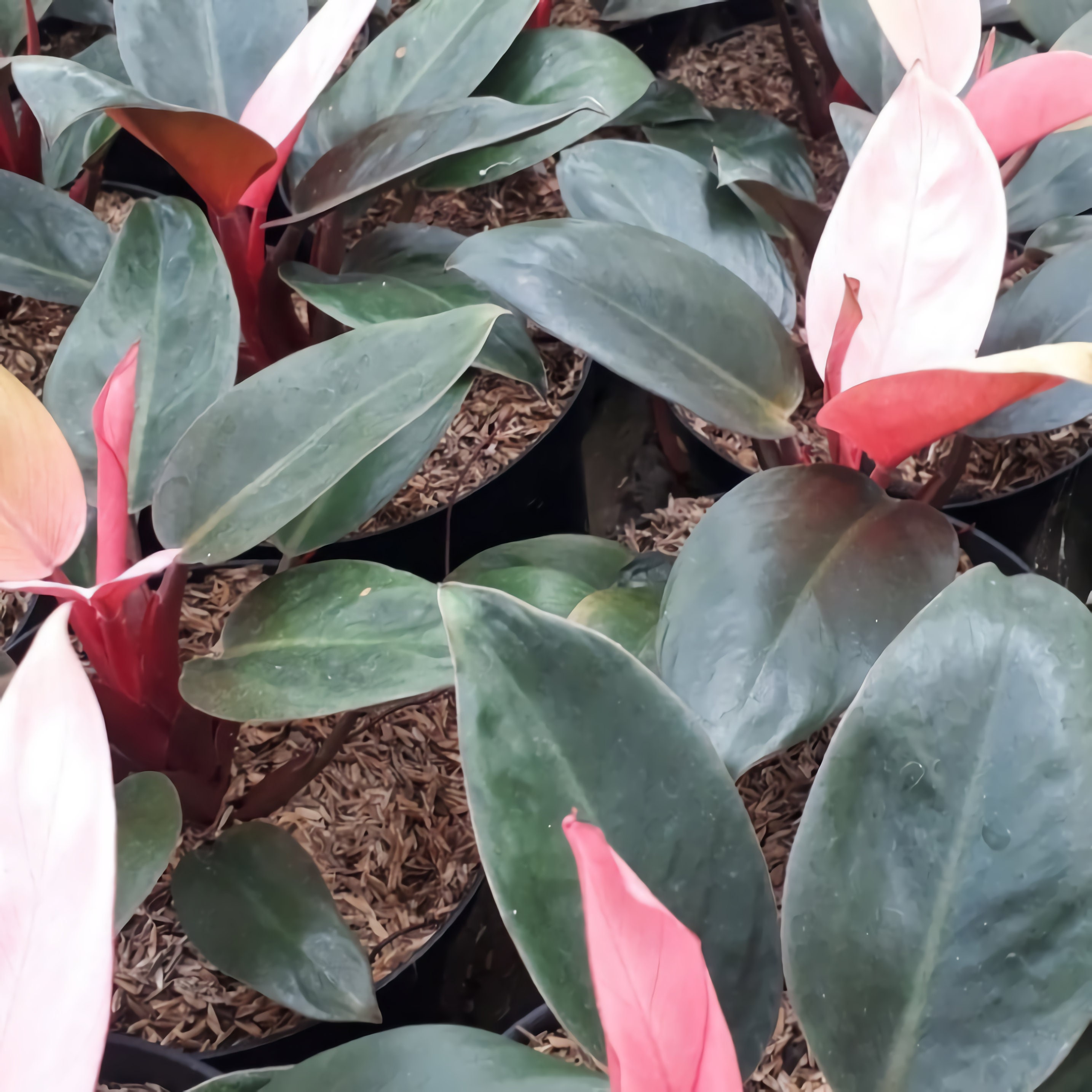 Pink Congo Philodendron For Sale – BNVB