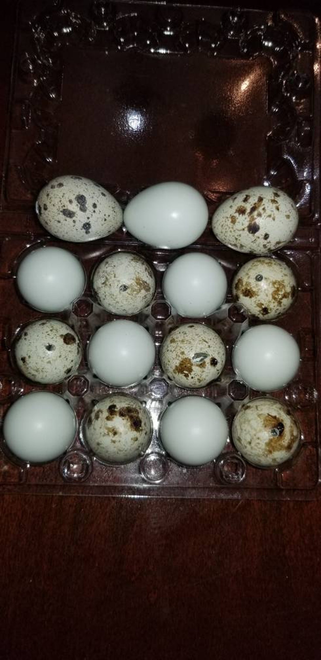 35+ Coquilles D'œufs De Caille Bleues Ouvertes – Pour Artisanat, Création Manuelle, Neuves