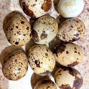 May include: A group of ten quail eggs, nine of which are speckled brown and one is a pale green. The eggs are arranged in a cluster on a light brown surface.