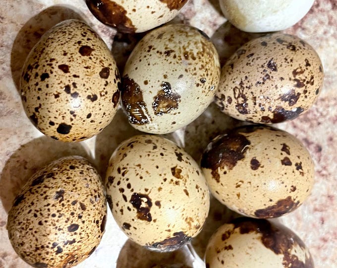 Fresh Coturnix Quail Eggs, One Dozen - Etsy