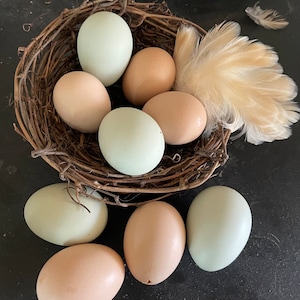 May include: A collection of fresh eggs in various shades of brown and blue-green, nestled in a woven twig nest. A fluffy, light brown feather rests nearby. The eggs are oval-shaped and appear to be free-range.