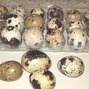 Blown Quail Eggshells
