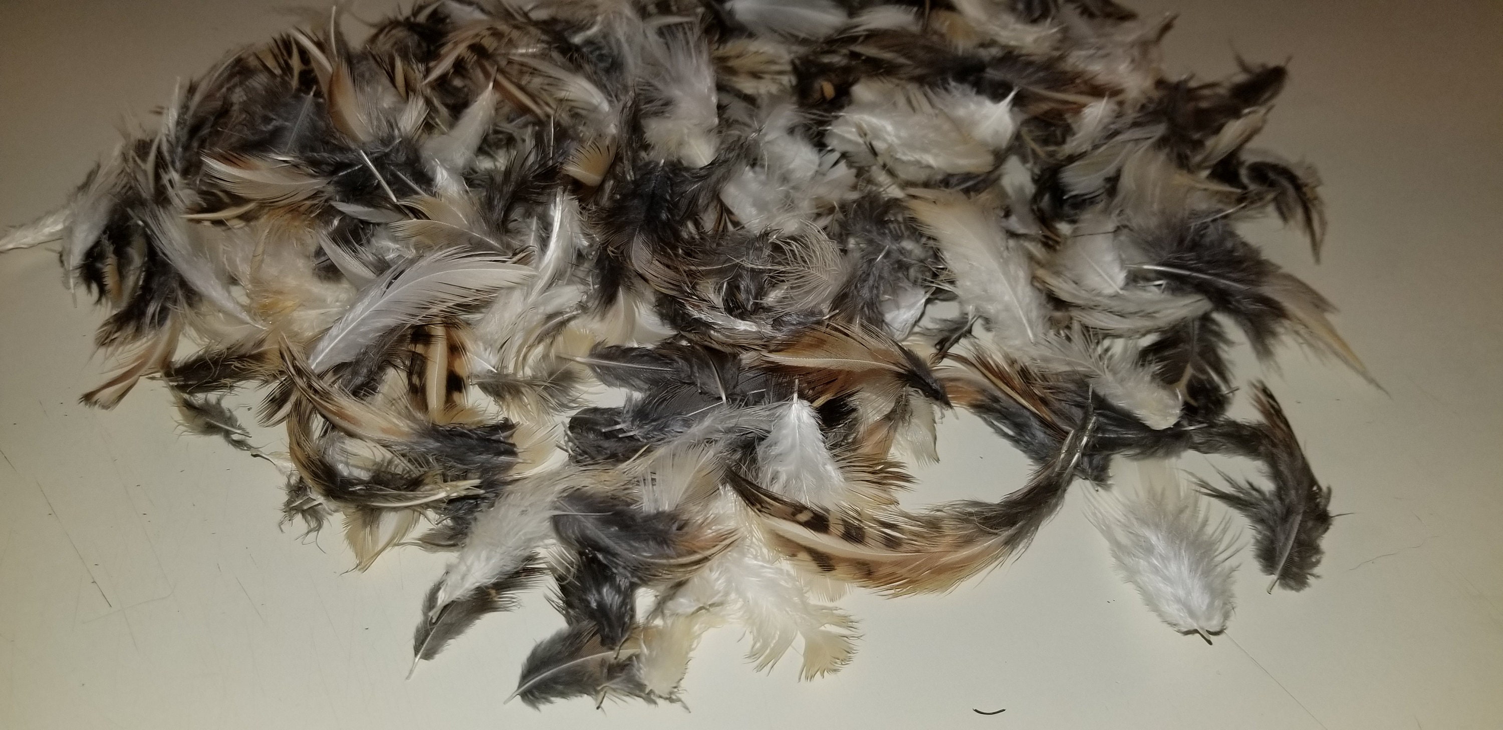 Coturnix Quail Feathers Etsy