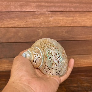 Humming bird Hand carved Turbo Shell, real and natural sea shell , room decor and gift
