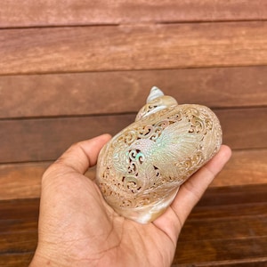 Humming bird Hand carved Turbo Shell, real and natural sea shell , room decor and gift