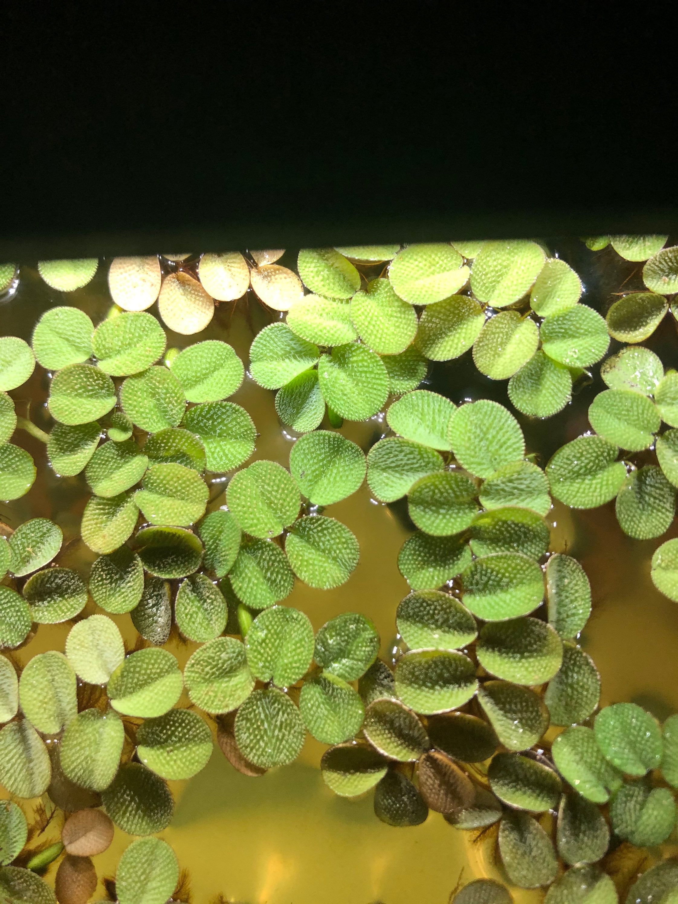 Floating Water Plant For Fish Tank Or Pond Etsy