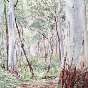 May include: A watercolour painting of a forest scene featuring tall eucalyptus trees with smooth, pale grey and white trunks. The base of the trees shows textured brown bark, while the background displays soft green foliage and a dirt path.
