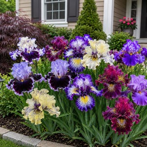May include: A vibrant cluster of tall bearded iris flowers in shades of deep purple, light blue, cream, and burgundy. The petals feature intricate ruffled edges, speckled patterns, and bright yellow centres, all supported by long green stems.