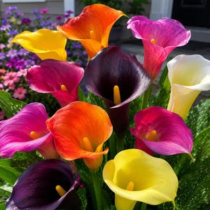 Puede incluir: Una vibrante colección de calas en varios colores, incluyendo morado oscuro, amarillo brillante, naranja, magenta y blanco. Cada flor en forma de trompeta presenta un espádice amarillo prominente en el centro, rodeado de follaje verde.