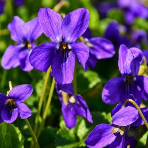 May include: A cluster of vibrant purple violet flowers with five petals each, featuring delicate dark veins and a small yellow center. The flowers are supported by thin green stems and are surrounded by lush green foliage in natural light.