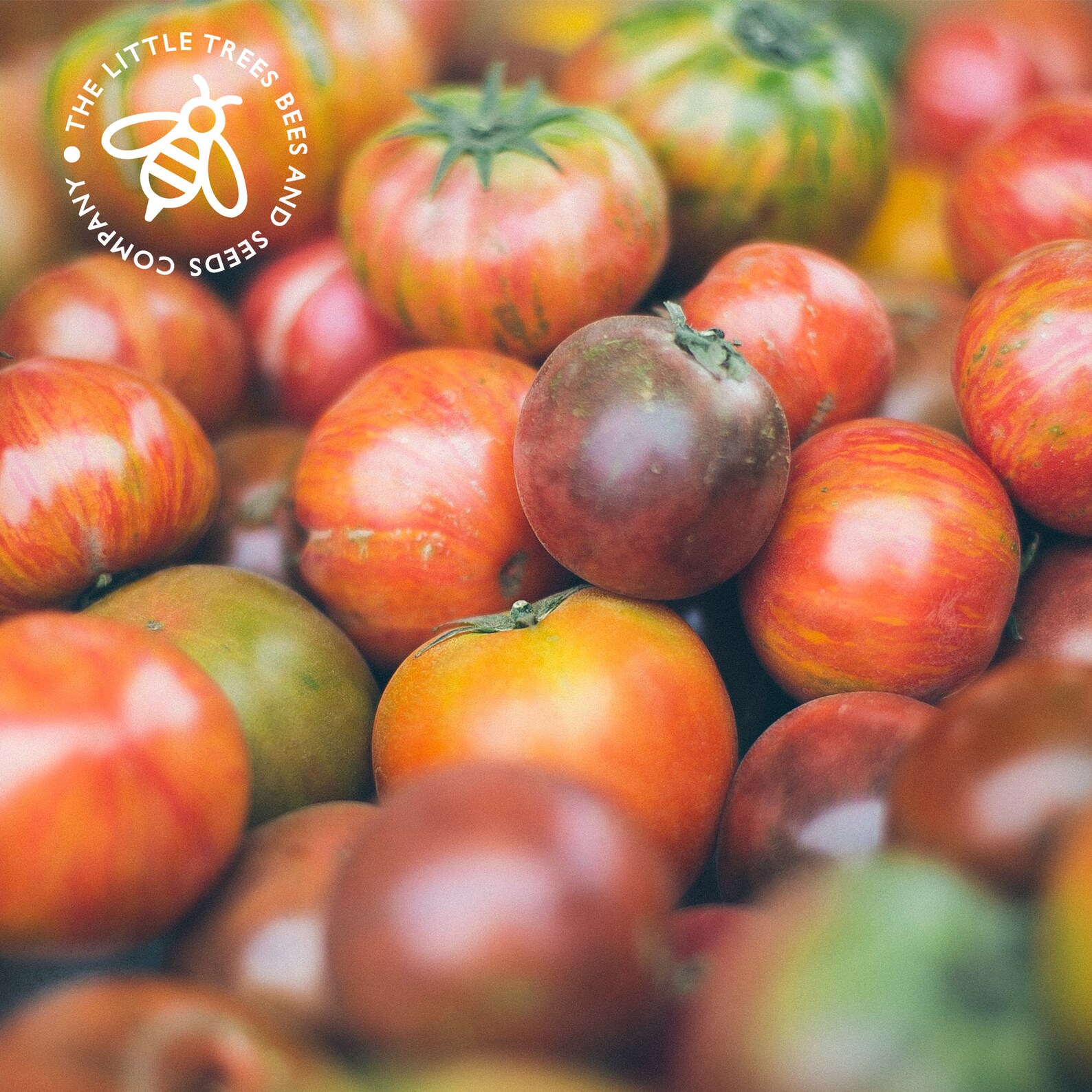 Heirloom Tomato Seed Kit 10 X Heirloom Seed Varieties Etsy UK