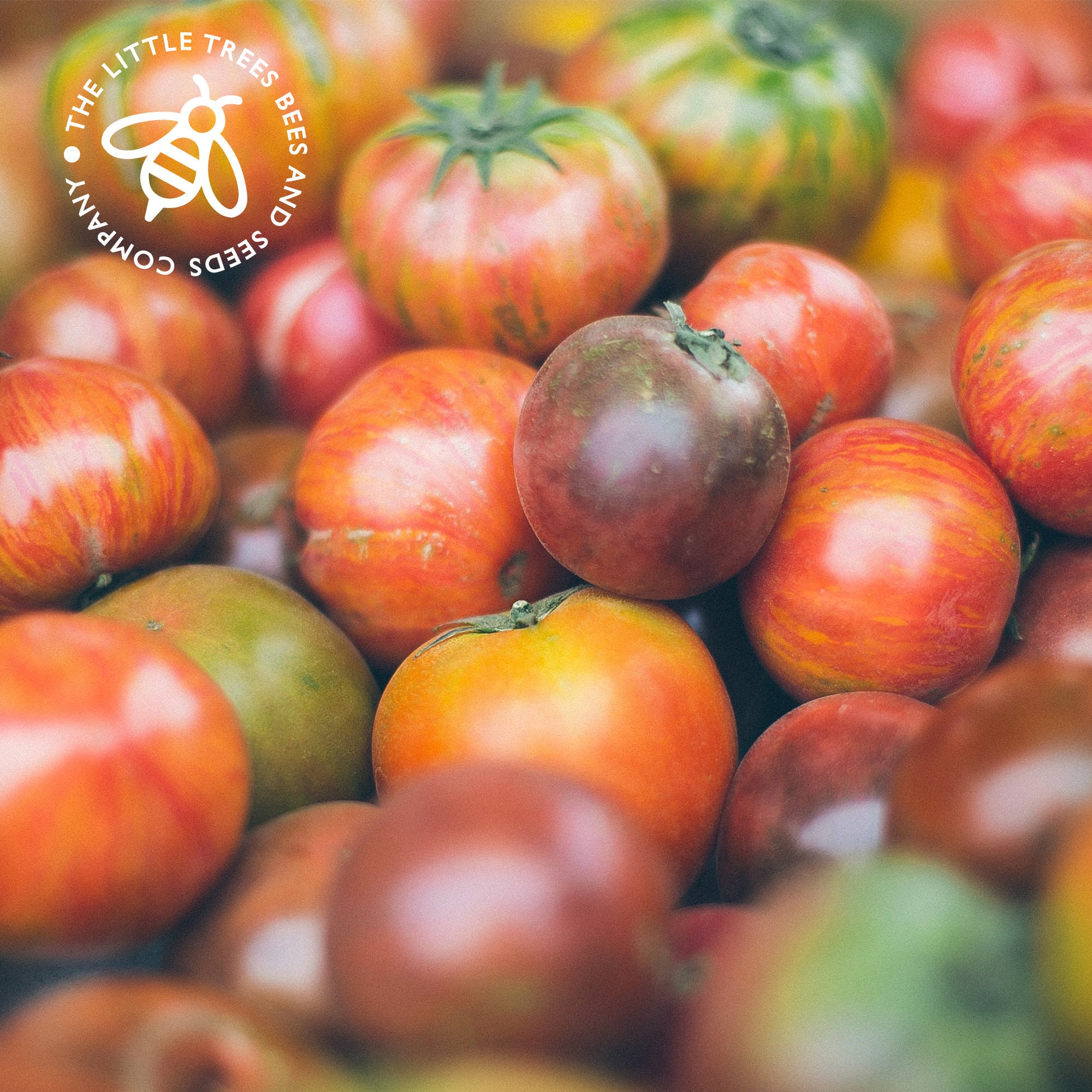 Heirloom Tomato Seed Kit 10 X Heirloom Seed Varieties - Etsy UK