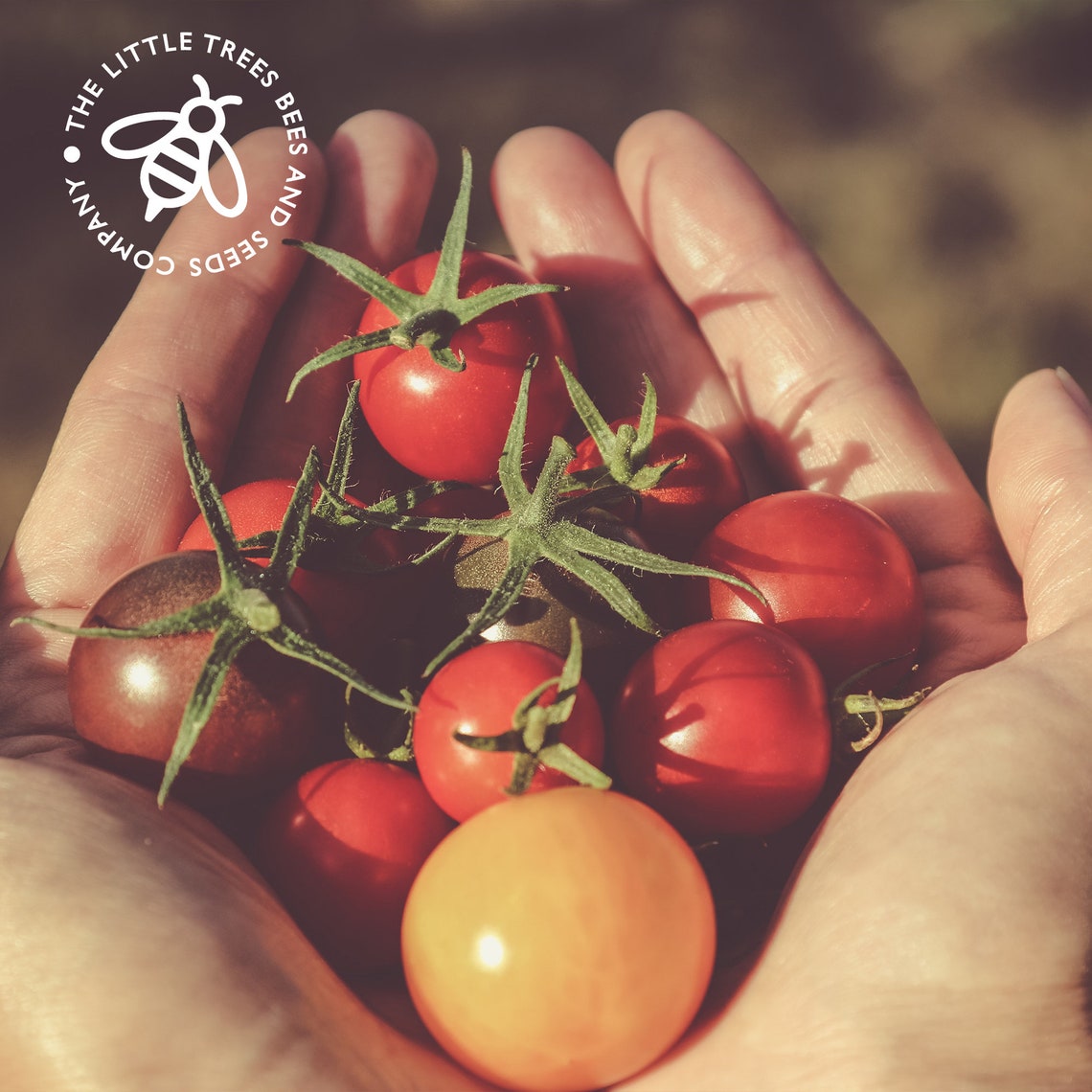 Heirloom Tomato Seed Kit 10 X Heirloom Seed Varieties Etsy UK