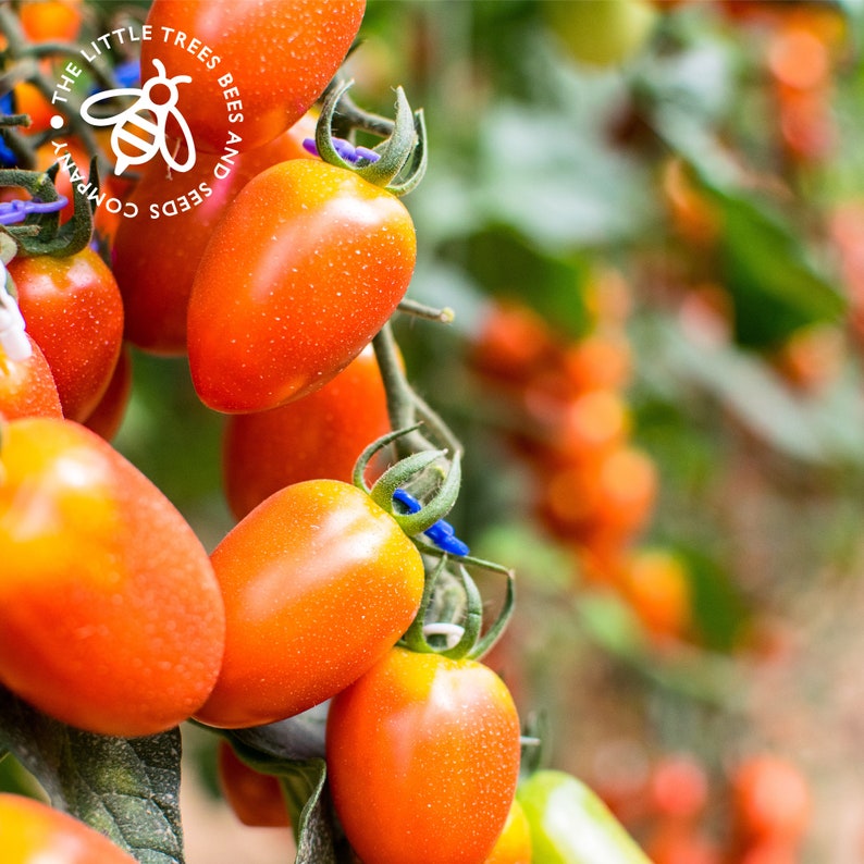 Heirloom Tomato Seed Kit 10 x Heirloom Seed Varieties Etsy