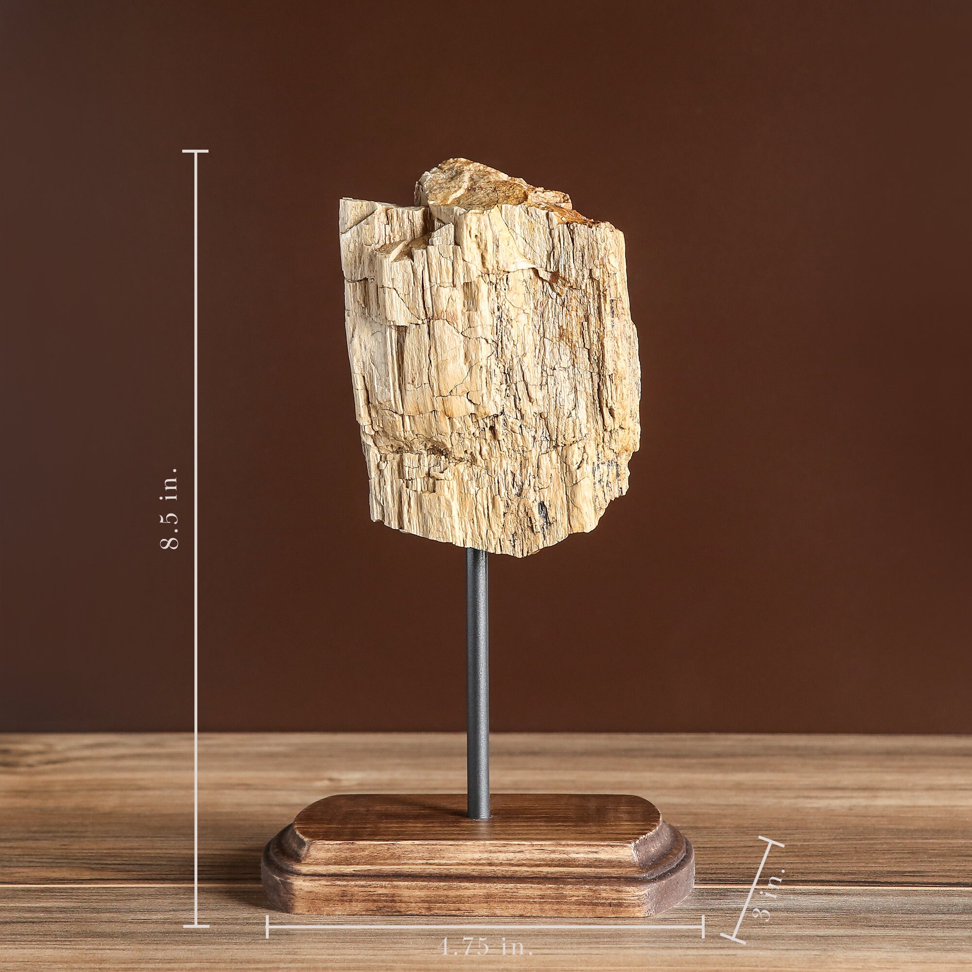 Medium Petrified Wood Décor on Stand Etsy