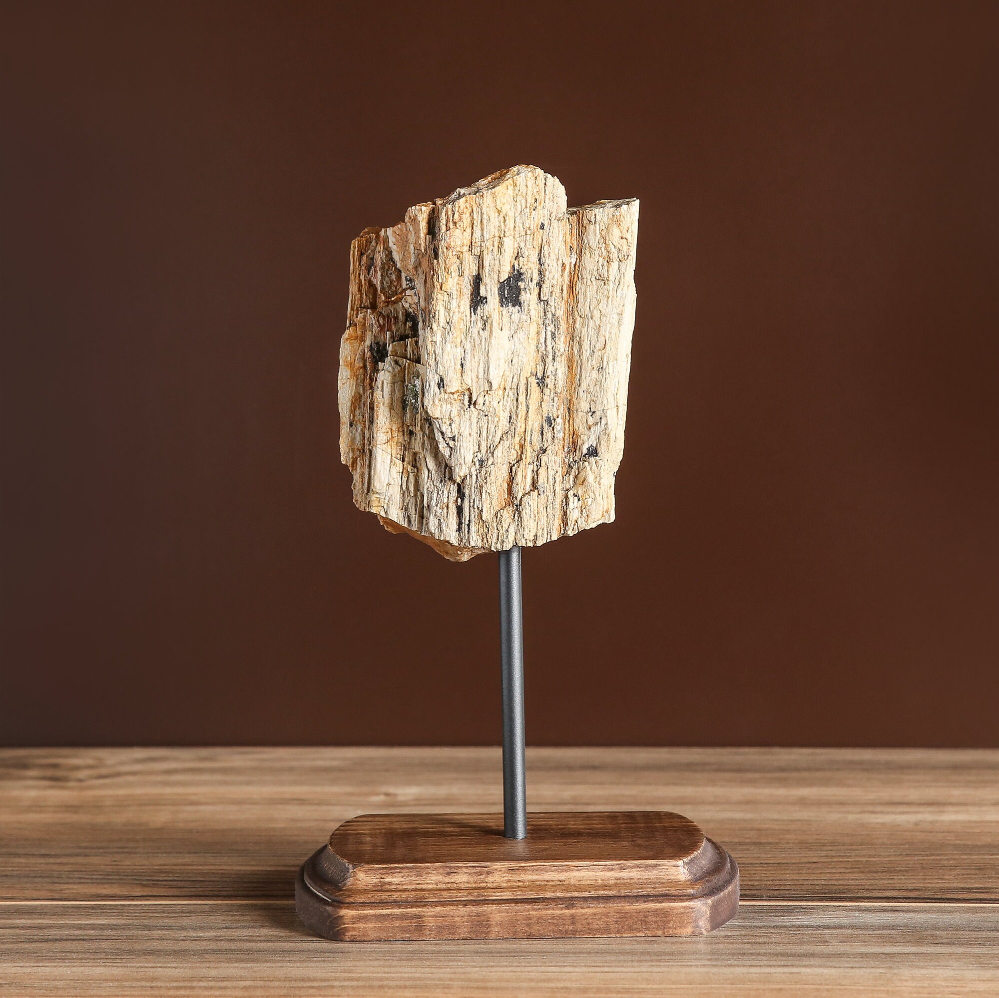 Medium Petrified Wood Décor on Stand Etsy