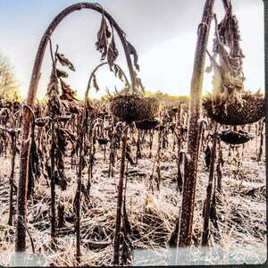 Sunflower photos, nature photos, Sunflower Field photos, sunrise photos, metal printed photos, Indiana photos, field photos, country photos