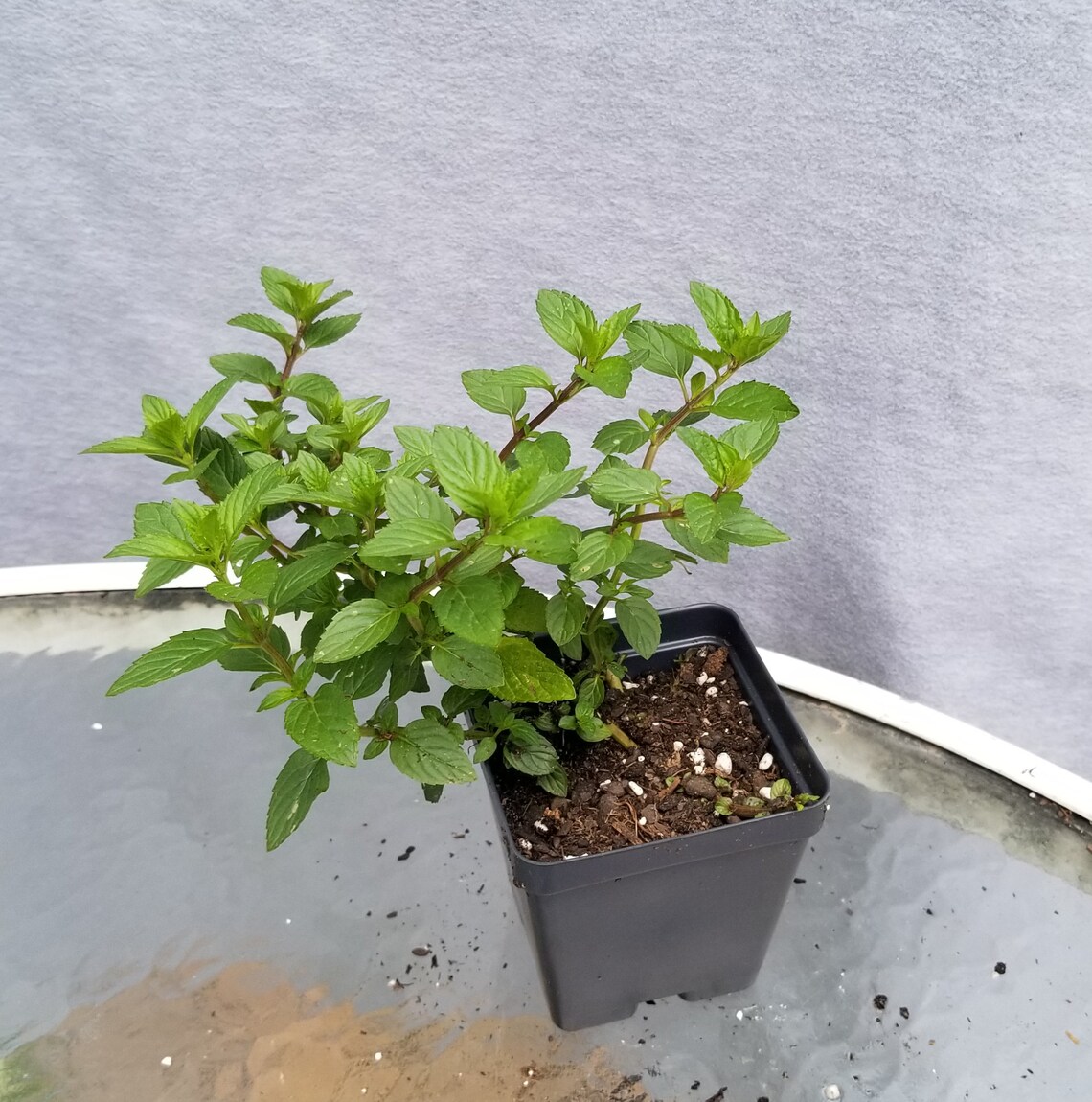 Peppermint Live Plant Potted Ready to Ship 69 Etsy