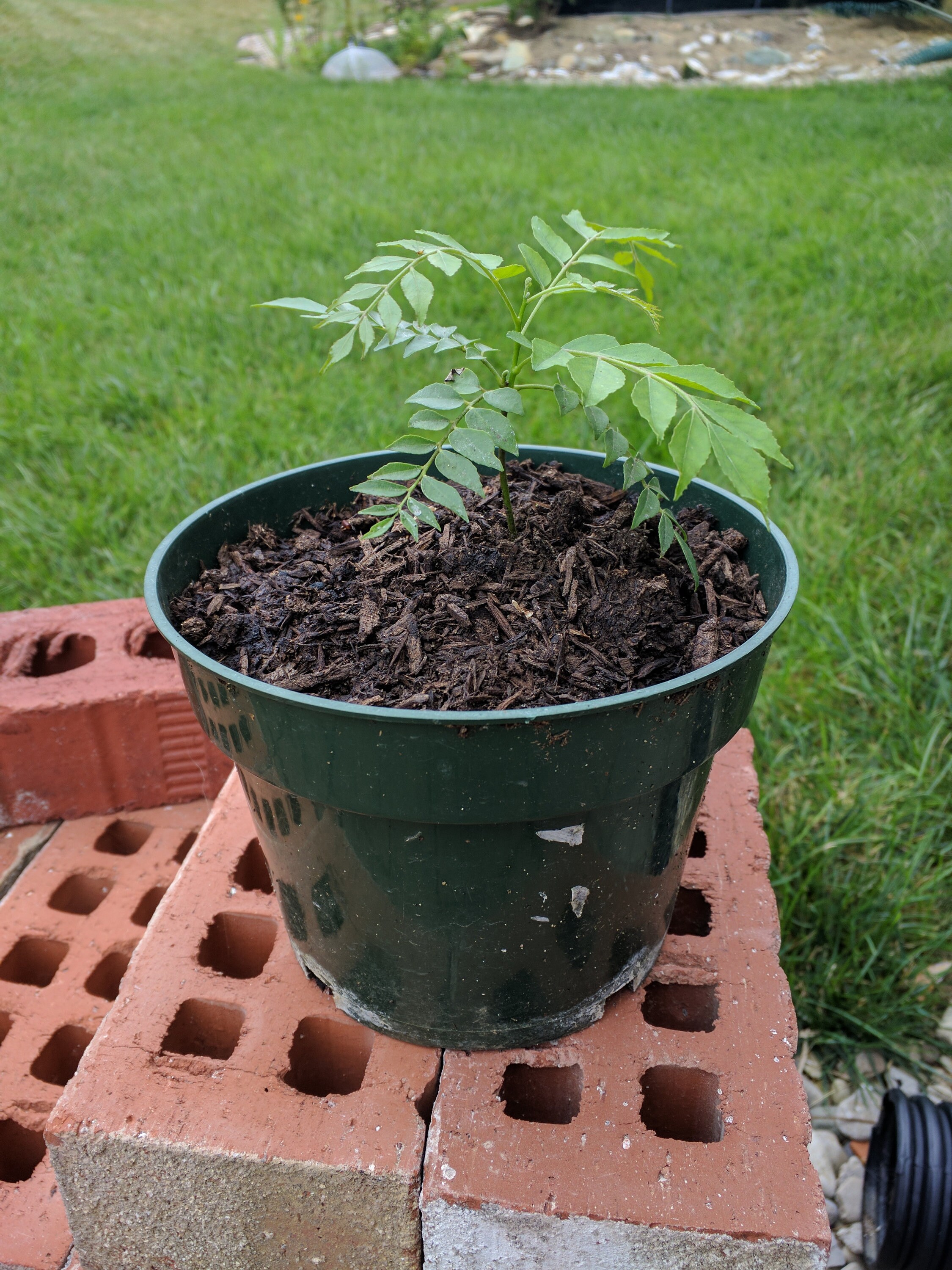 Organic curry leaf plant around 3 to 4 inch stem length Etsy