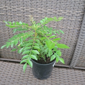 Curry leaf plants
