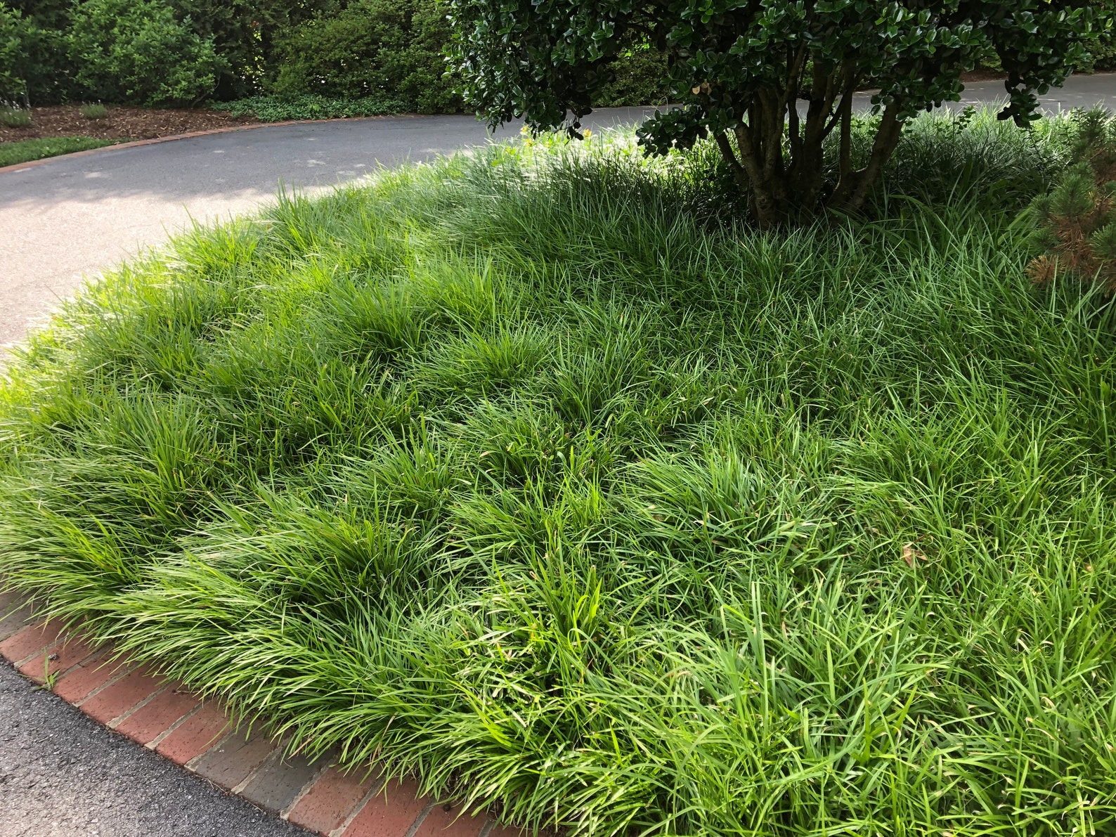 Liriope Monkey Grass 15 Bareroot plants | Etsy