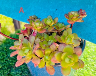 Aeonium saundersii cluster Korean import live rooted/ get 2 free succulent cuttings