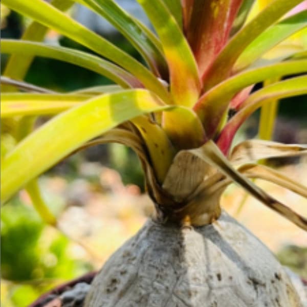 Rare Ponytail Palm 10” Live Rooted, get 2 free succulents