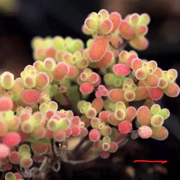 Dicrocaulon ramulosum Live Plant: Purple Daisy-like Flowers, Fuzzy Leaves, Succulent Cuttings
