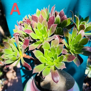 Rare holding  Aeonium ‘Phoenix Flame’ old trunk, 15-17 heads bonsai tree, live root