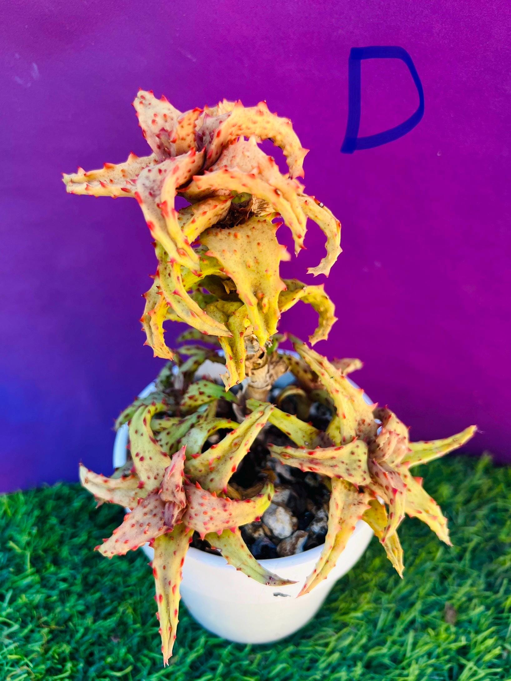 Aloe Pearsonii - Etsy