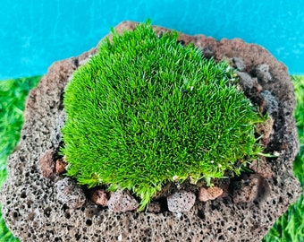 4" Irish Moss/Green Decorative - Live Plant - Fully Rooted