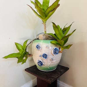 Live rooted Callisia fragrans Get 2 free Succulents image 10