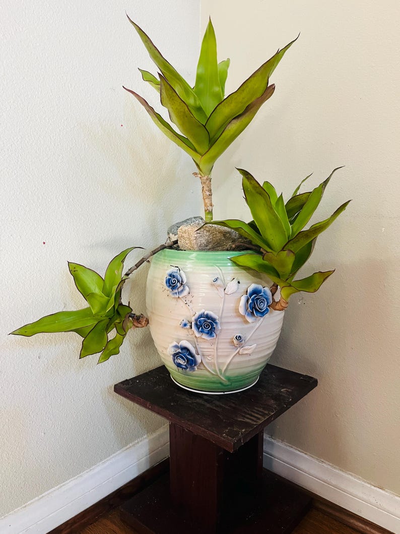 Live rooted Callisia fragrans Get 2 free Succulents image 10