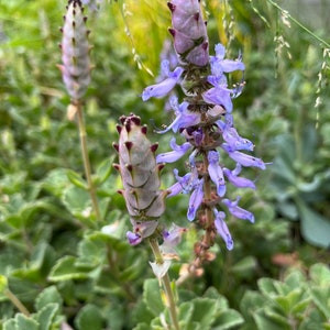 Scaredy Cat plant, Coleus Canina, keep cats out of your garden ,live rooted , get 2 free Succulent cuttings