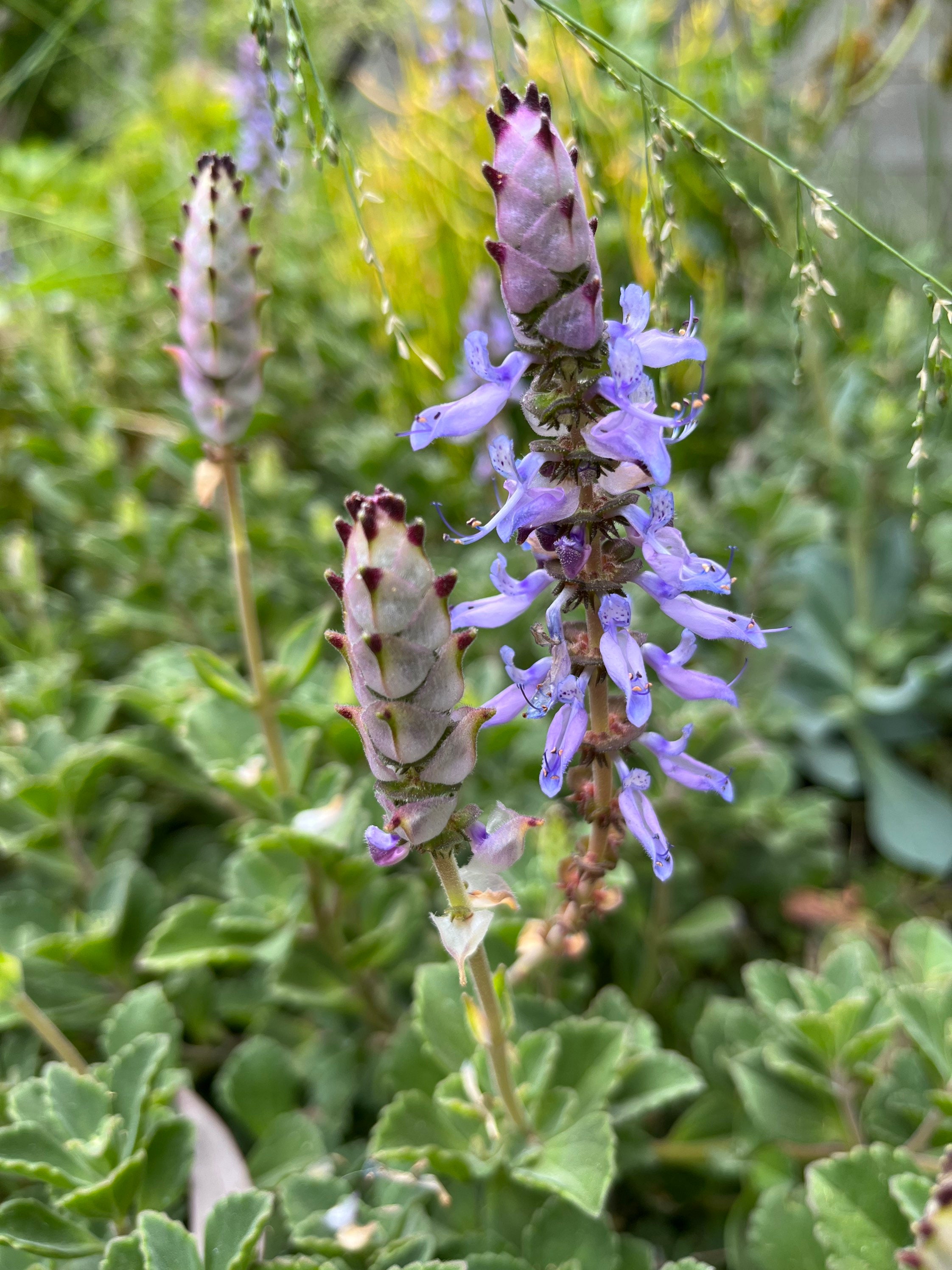 Scaredy Cat plant Coleus Canina keep cats out of your garden -  Portugal